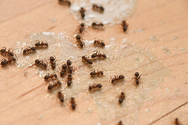Best Local Pest Control Services  in Lockport Heights, LA